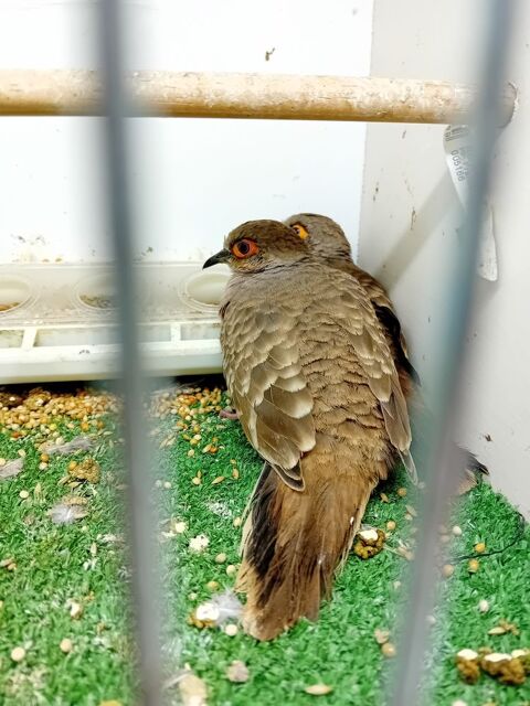 colombe 50 85140 Les essarts