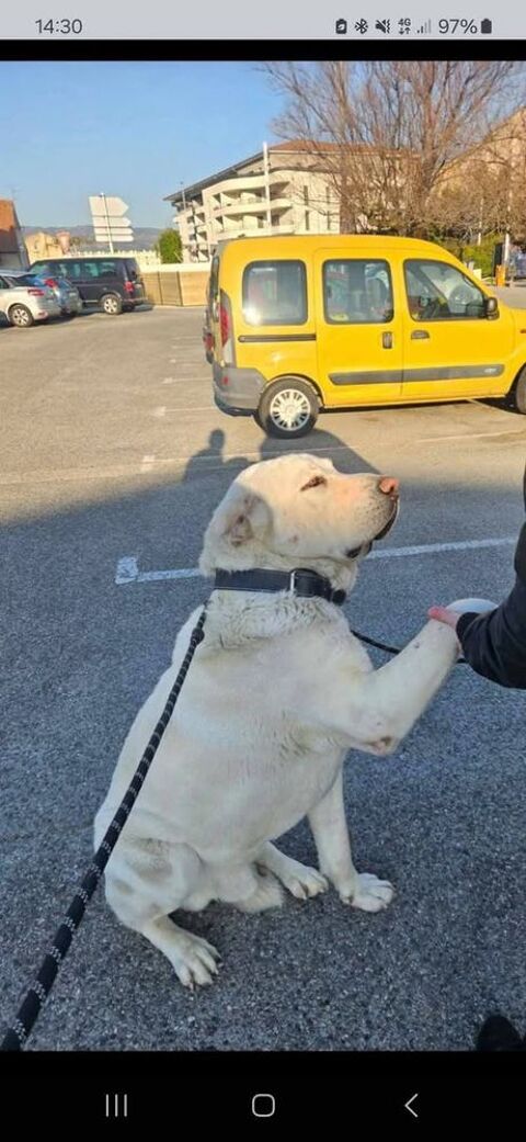 Chien GRAF à l adoption 250 26500 Bourg-ls-valence
