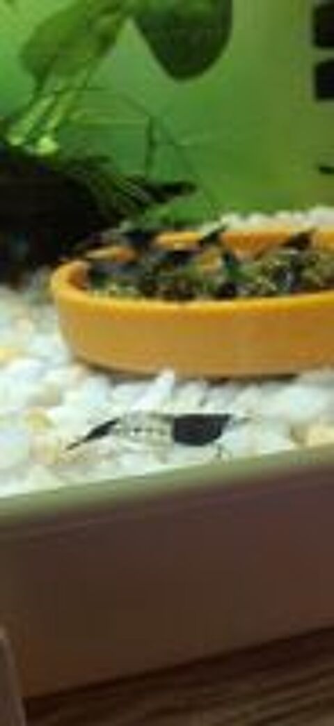   CREVETTES RILI CARBONE 