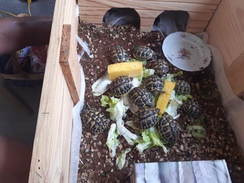 tortue bb 2024 50 83470 Saint-maximin-la-sainte-baume