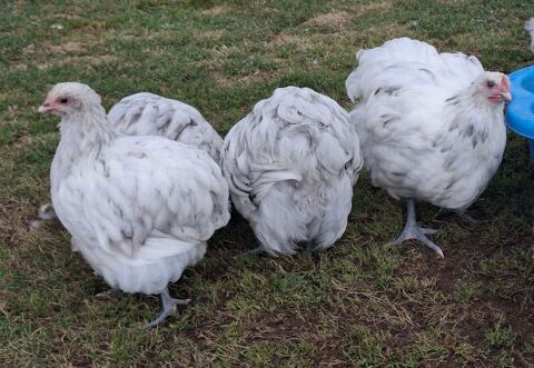 Jeunes poules Orpington GR 2025 20 42820 Ambierle