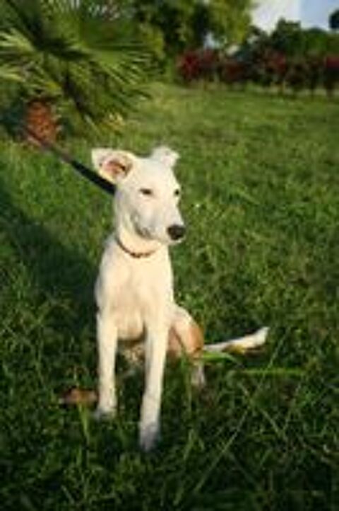   Hikari, femelle X crois� berger , n�e le 25/07/2025 🐶 