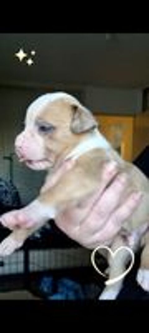   Chiot type bully  