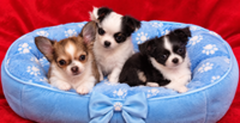   Male chihuahua  