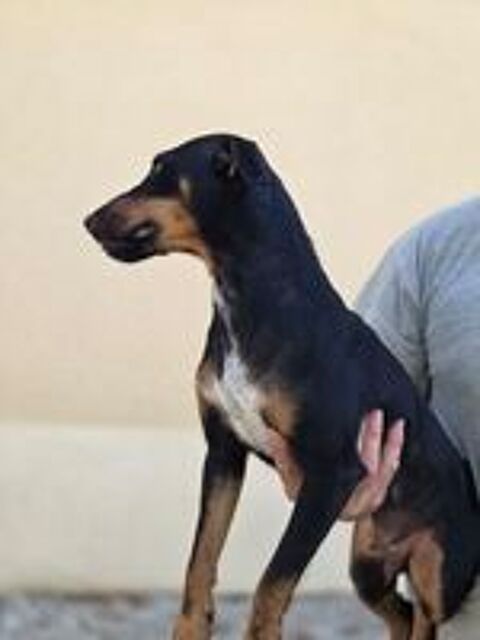   2 chiots jagd terrier mâle  