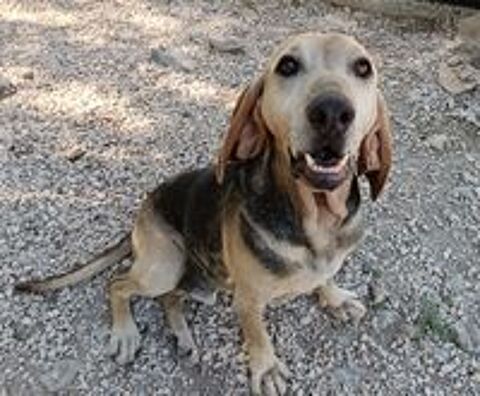   SOS Tommy 6 ans de refuge! 