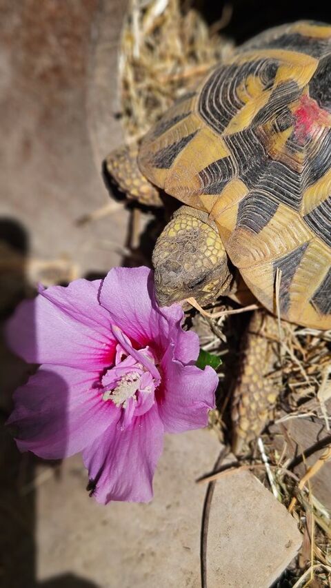 Tortue de terre femelle 220 84140 Montfavet
