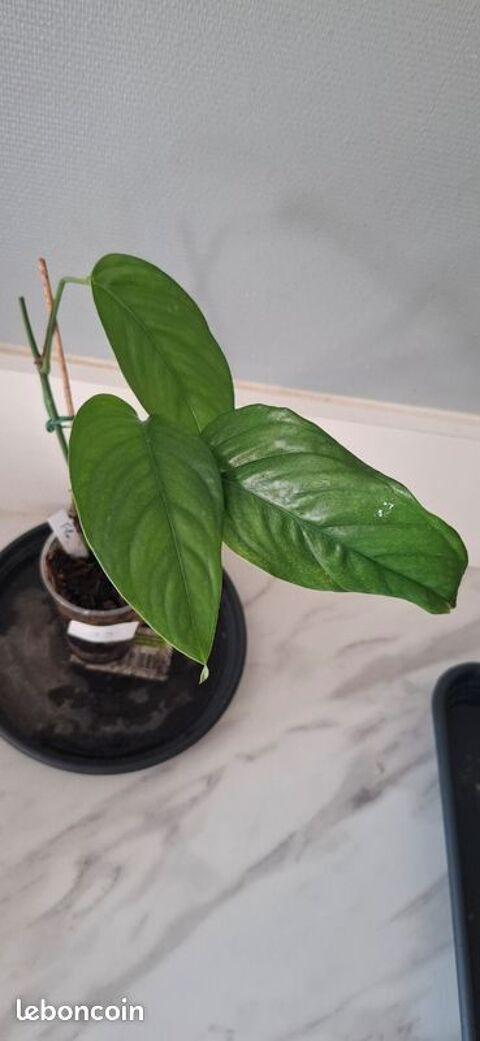 Monstera obliqua filamentous bouture 39 Clermont-Ferrand (63)