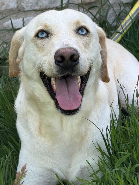 Yoshi, magnifique labrador crois&eacute; 180 50700 Saussemesnil