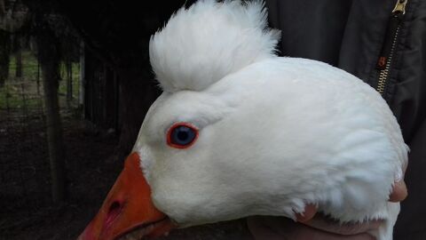 oeufs d"oies de Bavent pour couvaison
3 35150 Corps-nuds