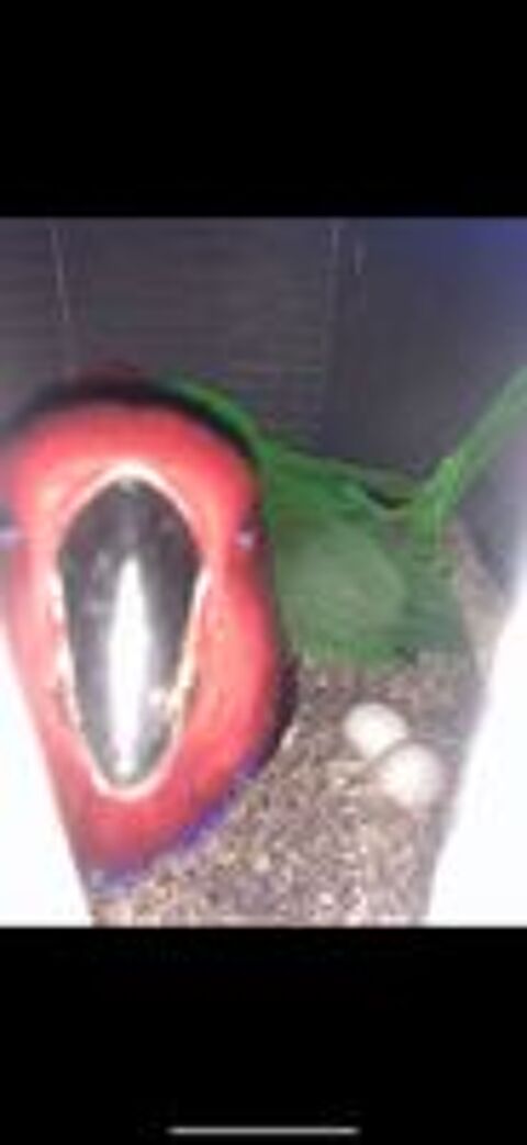   Eclectus 