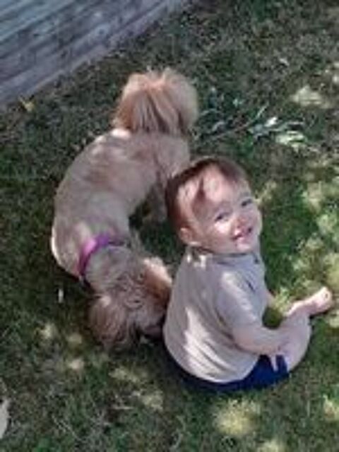   Lhassa Apso de 5 ans à céder pour cause de santé. 