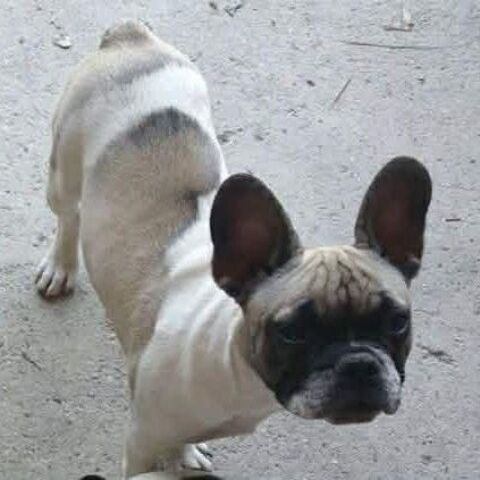 NEILA 100 26270 Loriol-sur-dr�me