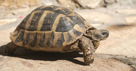 recherche tortues de terre 50 12240 Vabre-tizac
