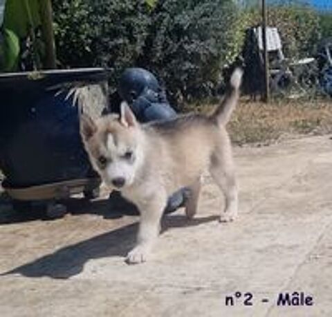   Chiots Husky de sibérie LOF lignée sportive 