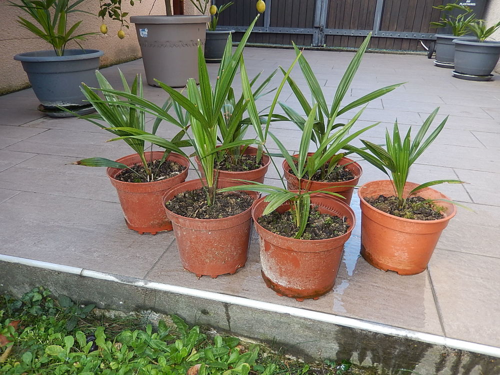 PALMIER trachycarpus fortunei R&Eacute;SISTE LA S&Eacute;CHERESSE ET FROI Jardin