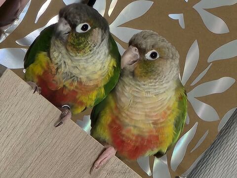 Conure duo prix n&eacute;gociable 250 27000 Évreux