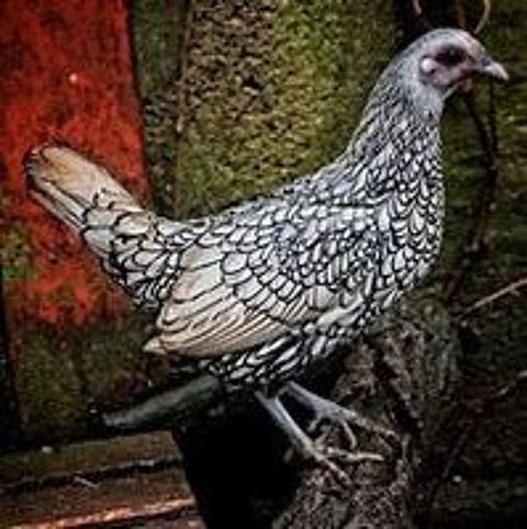  Oeuf fécondé, poussin, poule, coq Sebright 