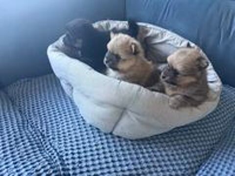   Chiots Spitz moyens à réserver 