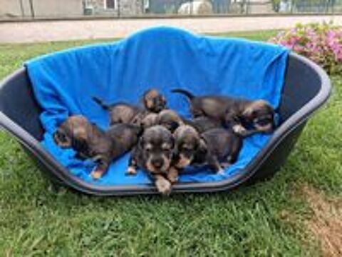   CHIOTS TECKEL A POIL DUR STANDARD LOF COULEUR SANGLIER 