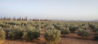  Ferme � vendre 10 pi�ces 4000000 m� Kalaa des sraghnas