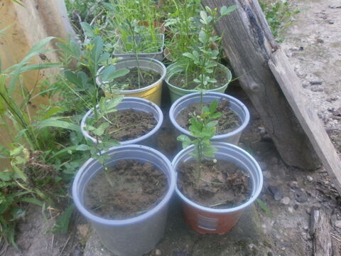 citronnier du nord ou poncirus trifoliata 5 Saint-Marcel (71)