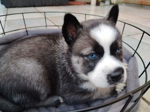 Magnifiques chiots pomsky 1950 26530 Le grand-serre