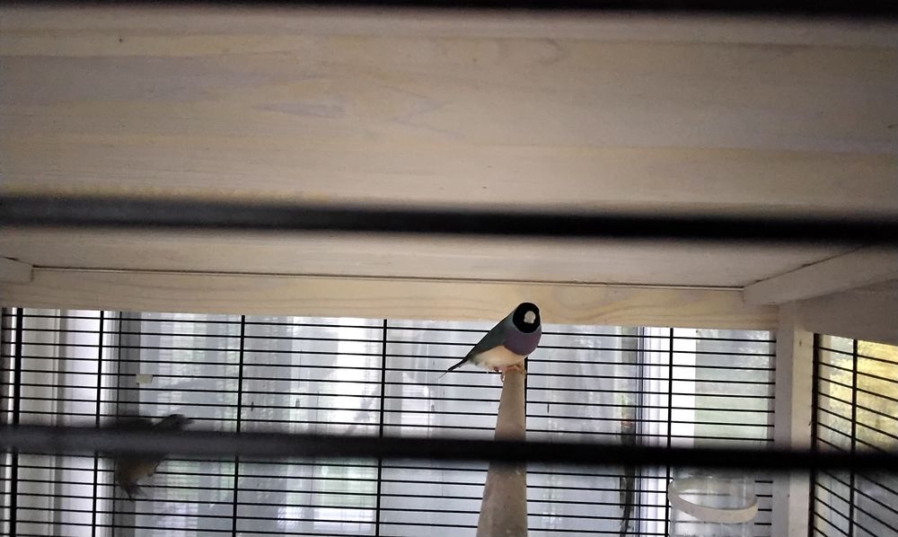   Diamant de gould  