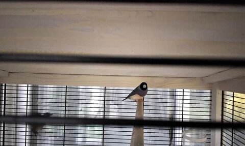 Diamant de gould 40 44630 Plessé