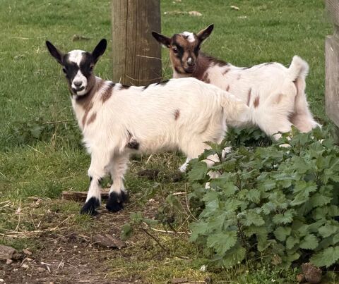 Chevreau nain m&acirc;le (castr&eacute; ou pas), femelle dispo fin avril 99 33480 Sainte-h�l�ne