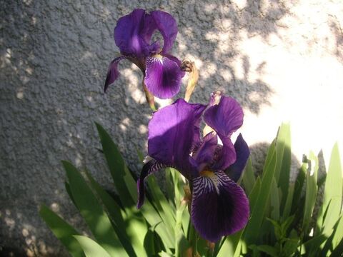 Iris en mlange Violet et Mauve rhizomes 3 Montigny-le-Bretonneux (78)