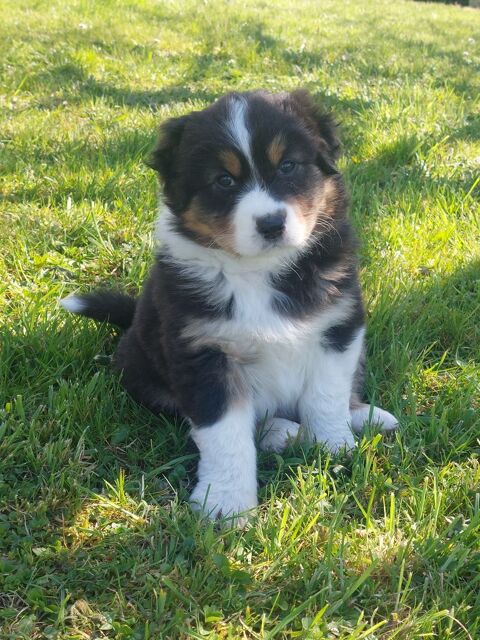 Chiot berger Australien LOF 800 31160 Aspet