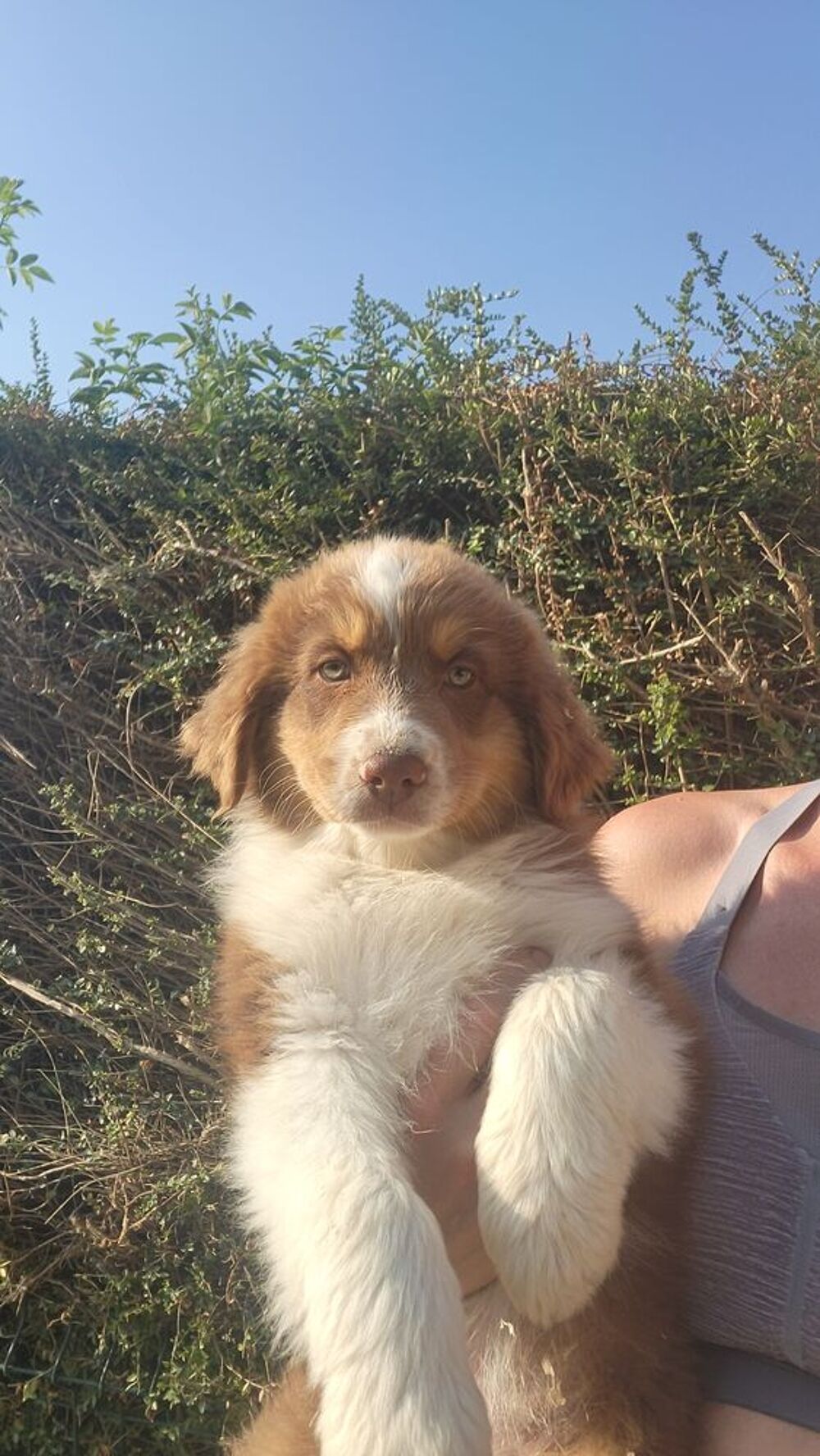   Chiot berger australien  