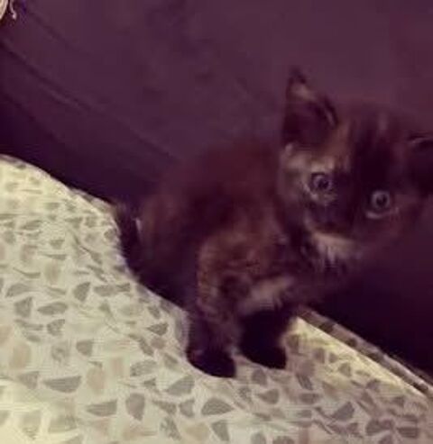 Chat AIMI &agrave; l adoption 120 38550 Saint-maurice-l'exil