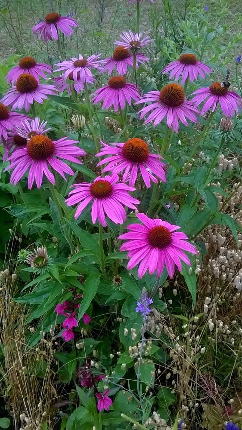Echinac&eacute;e rose graines Jardin