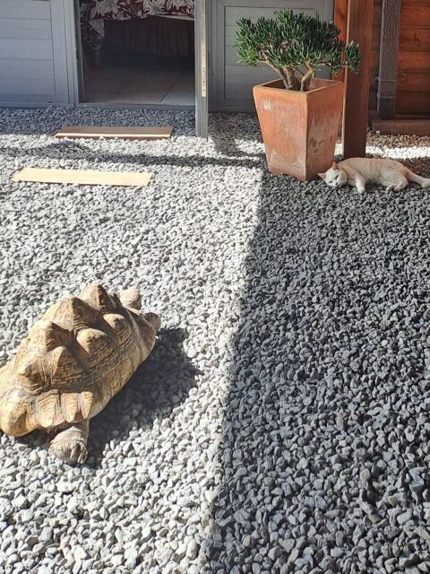 Tortue de terre / 20 ans
Tortue leopard 97411 Bois de nfles saint paul