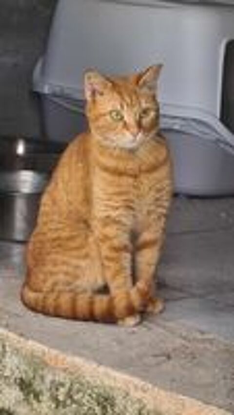   TARTINE femelle rousse 4 ans 