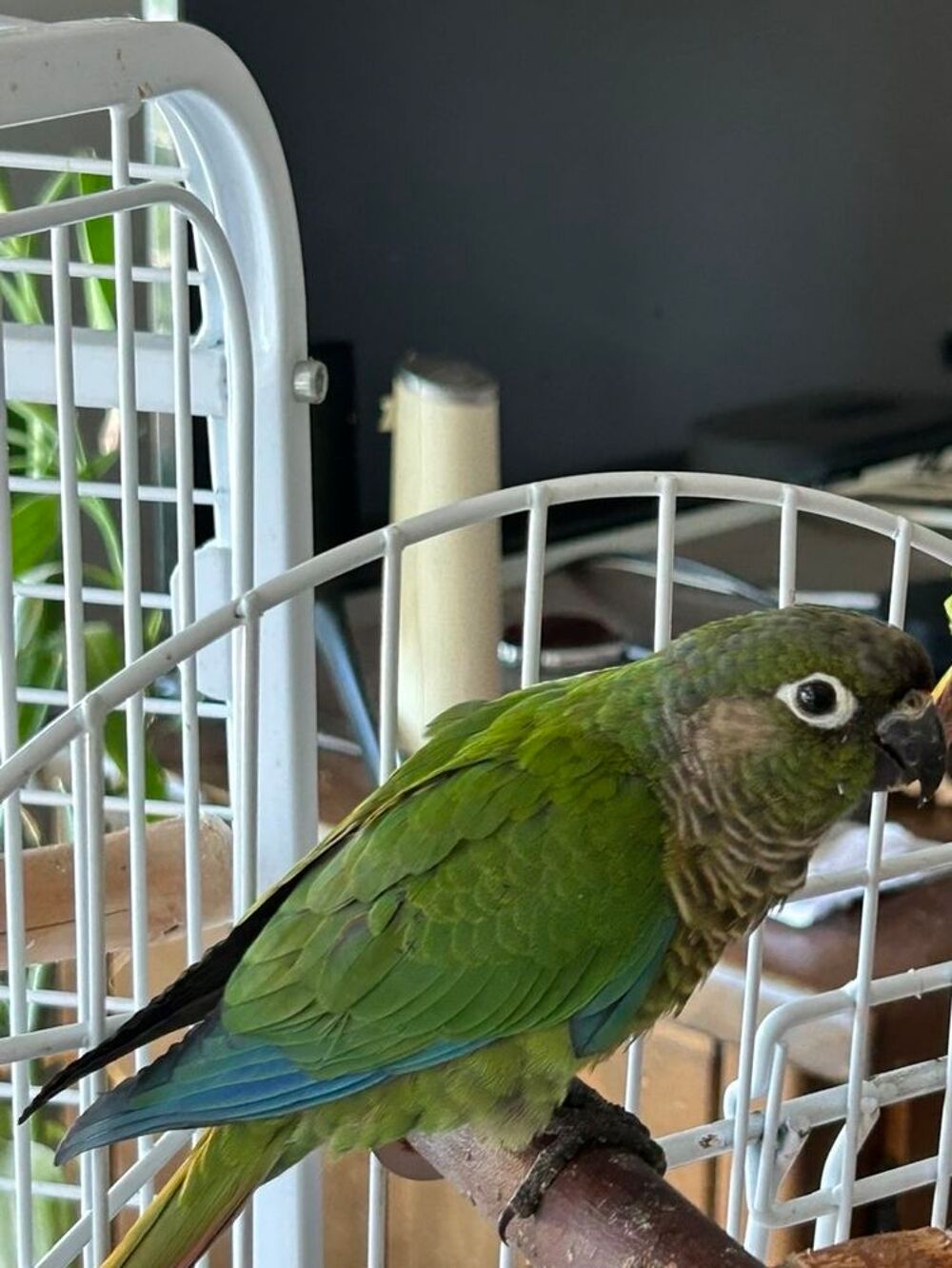   Conure mâle EAM  