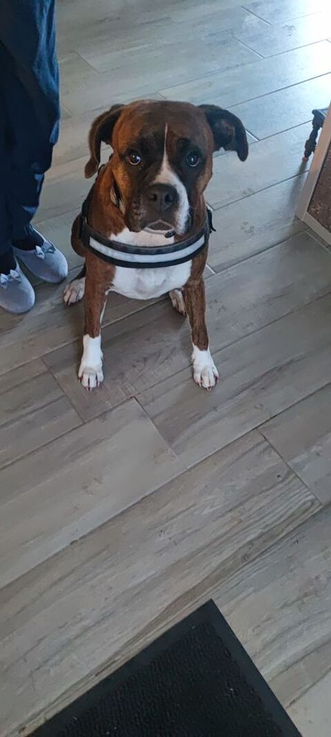 Prisca, boxer de 6 ans et demi 0 29800 Landerneau
