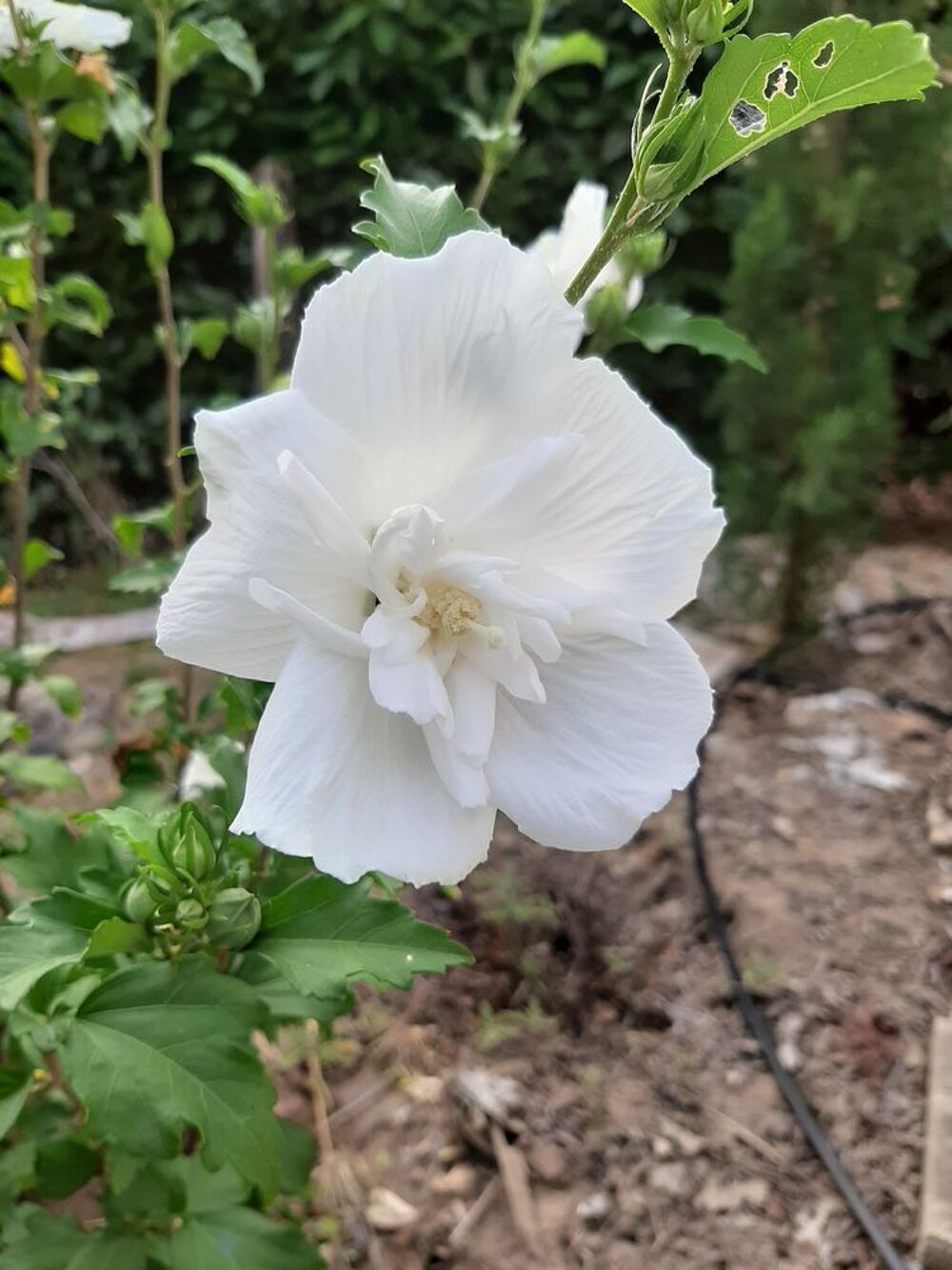  HIBISCUS Fleurs blanches double Jardin
