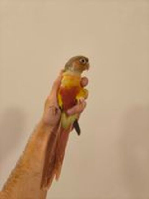   Conure de molina ananas eam 
