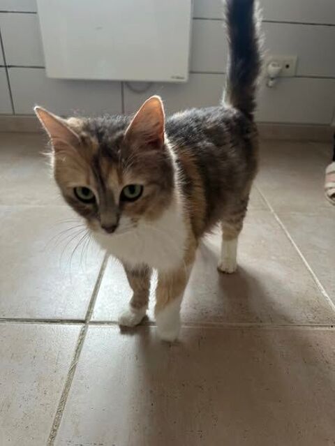 Chat MUSCADINE &agrave; l adoption 200 26130 Saint-restitut