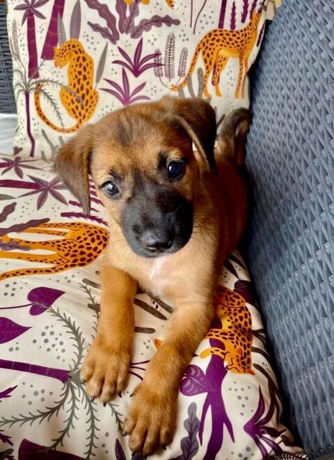 Livia, femelle, croisée berger, née le 20/02/2025 &#128054; 300 33000 Bordeaux