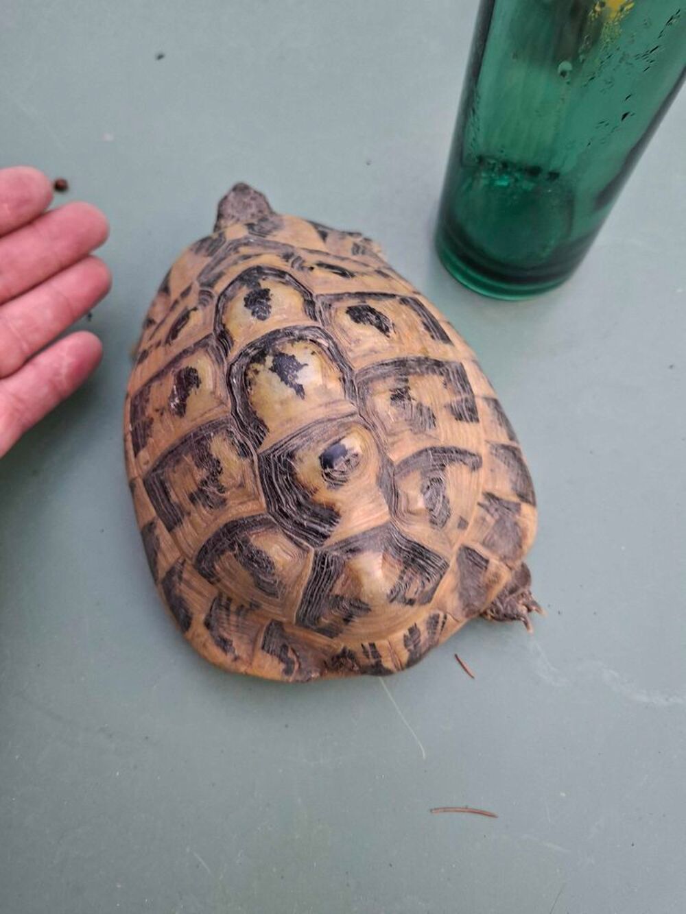 tortue male Hermann hermmanni Jardin