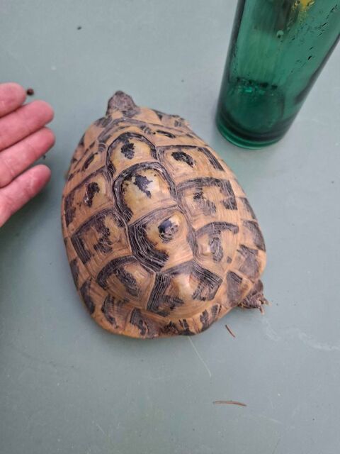 tortue male Hermann hermmanni 250 Nîmes (30)