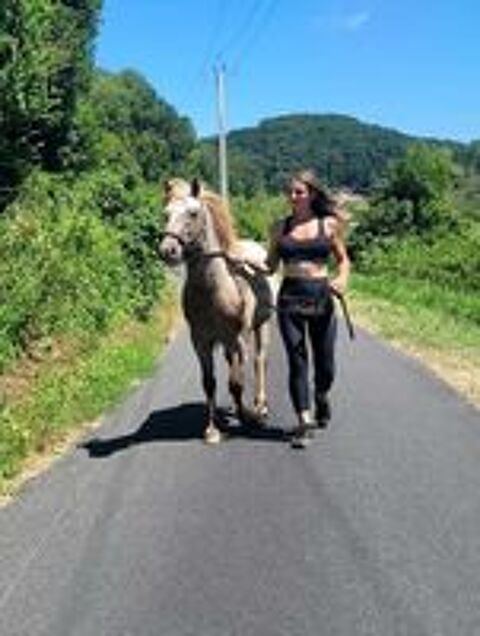   Etalon reproducteur - Poney appaloosa  