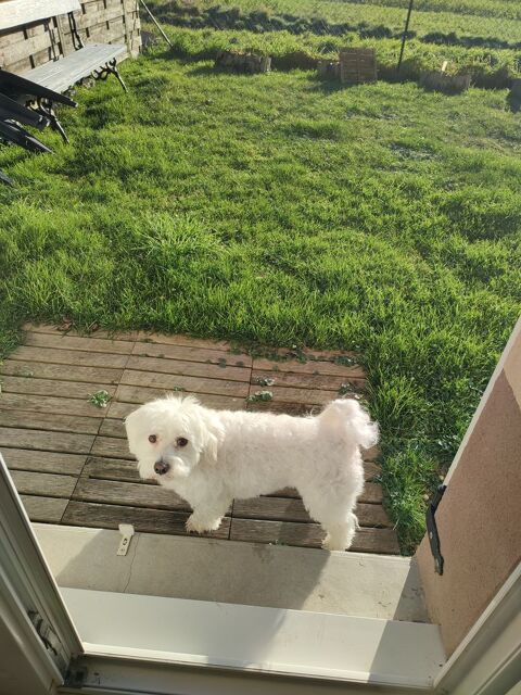 Saillie bichon maltais 150 80100 Abbeville