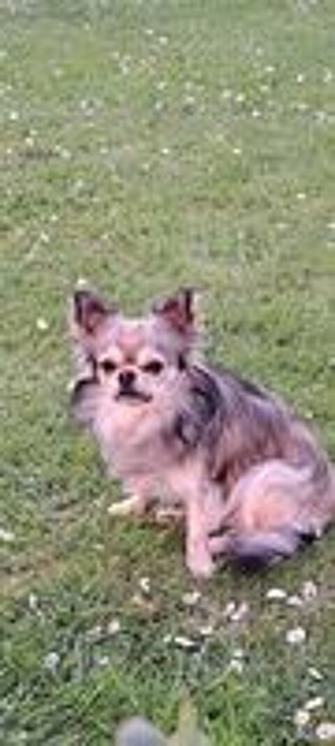   Chihuahua male cherche Chihuahua Femelle 