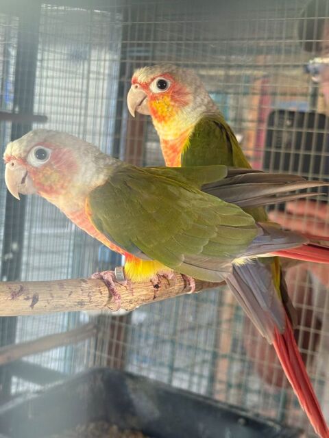 A saisir PYRRHURA et PRINCESSE DE GALLES. 120 33380 Marcheprime
