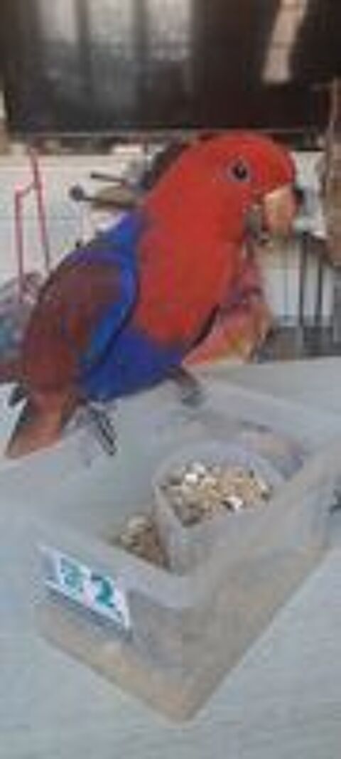   Perroquet amazon front bleu/ eclectus femelle (elevage eam) 